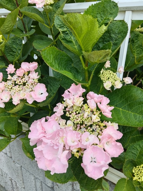 DSC_0002.JPG